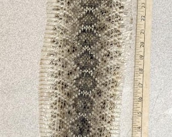 RATTLESNAKE SKIN