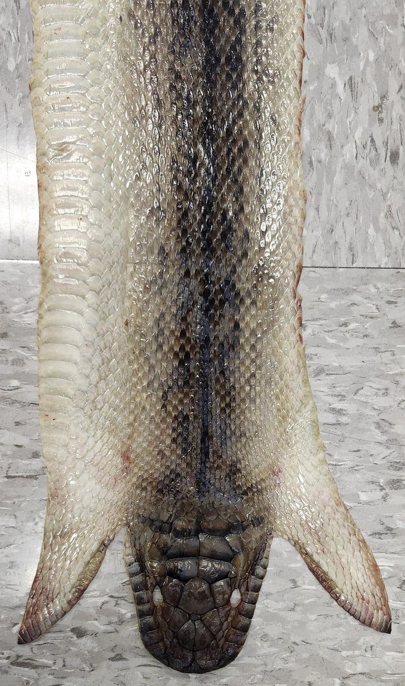 May include: A tanned snake skin featuring a central dark brown stripe running down the length of the back, flanked by lighter cream and beige scales. The underside displays wide, smooth, pale scales, while the head area shows dark, textured plates.