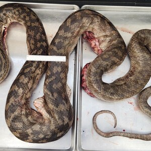 May include: A long, patterned snake with brown and dark grey scales is positioned across two rectangular metal trays. A small white measuring tool is placed across the midsection of the snake's body, which shows visible internal tissue.