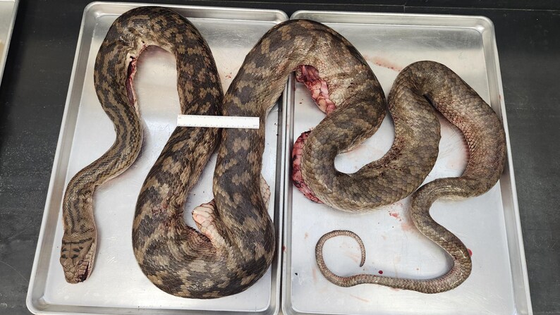May include: A long, patterned snake with brown and dark grey scales is positioned across two rectangular metal trays. A small white measuring tool is placed across the midsection of the snake's body, which shows visible internal tissue.