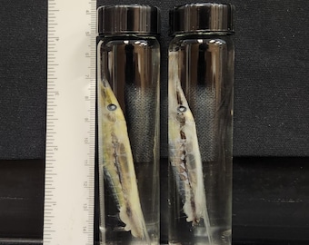 RAZORFISH WET SPECIMEN