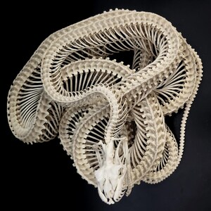 May include: An off-white snake skeleton coiled in a complex, overlapping pattern. The specimen displays a detailed skull and a long, segmented vertebral column with numerous thin, curved ribs extending outwards along the entire length of the body.