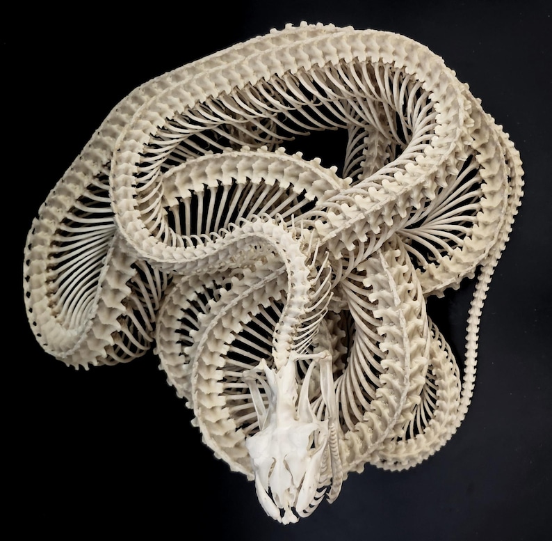May include: An off-white snake skeleton coiled in a complex, overlapping pattern. The specimen displays a detailed skull and a long, segmented vertebral column with numerous thin, curved ribs extending outwards along the entire length of the body.