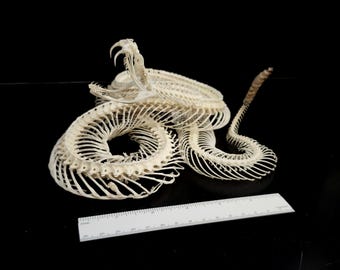 DIAMONDBACK RATTLESNAKE SKELETON