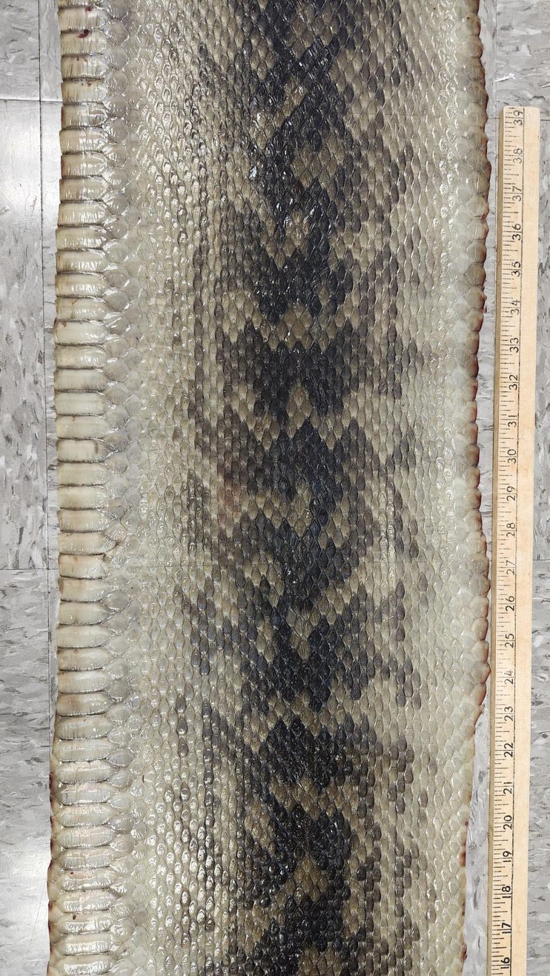 May include: A long, flat, tanned snake skin with a repeating dark brown and black diamond pattern along the centre and lighter cream-coloured scales on the sides. A wooden ruler is placed alongside, showing a length of approximately 61 centimetres.