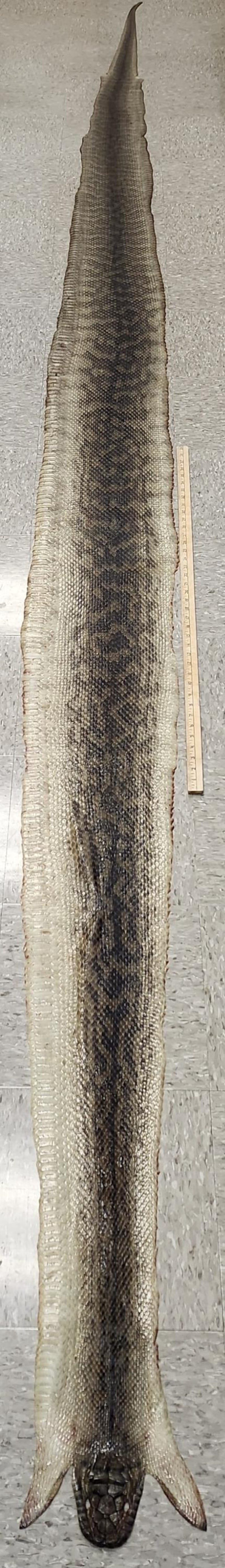 May include: A long, tanned snake skin featuring a dark, diamond-shaped pattern running down the centre, flanked by lighter, textured scales. A wooden ruler placed alongside the skin indicates a length of approximately 91 cm for that section.