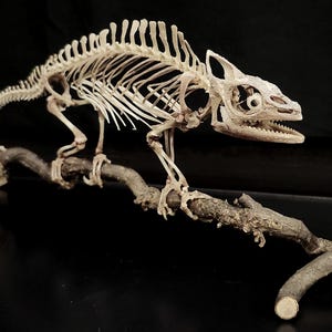May include: A detailed off-white chameleon skeleton specimen mounted on a natural brown wooden branch. The skeletal structure displays the elongated spine, rib cage, skull with open eye sockets, and curved tail of the reptile.