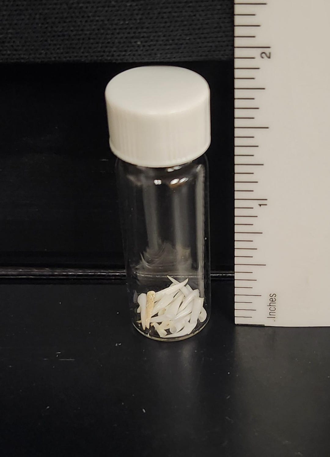 TREE PYTHON FANGS - Etsy