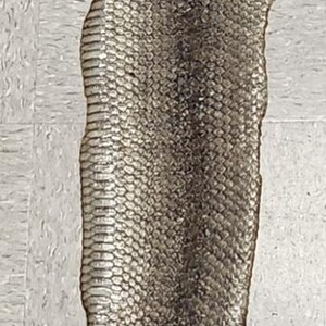 May include: A long, dried snake skin featuring a dark, mottled brown and grey diamond pattern along the centre and lighter, textured scales along the edges. A wooden ruler is placed alongside the upper portion of the skin for scale.