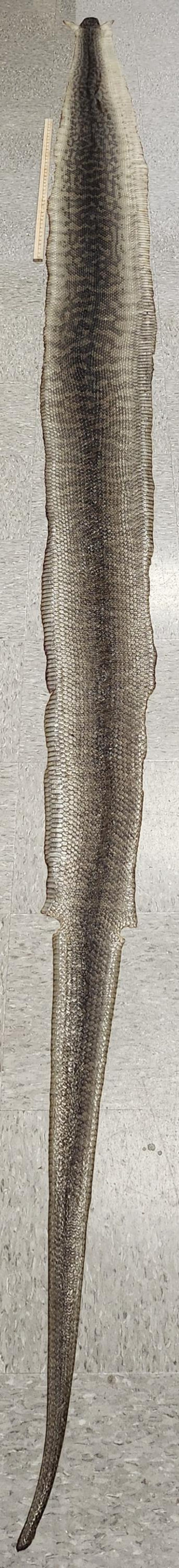 May include: A long, dried snake skin featuring a dark, mottled brown and grey diamond pattern along the centre and lighter, textured scales along the edges. A wooden ruler is placed alongside the upper portion of the skin for scale.