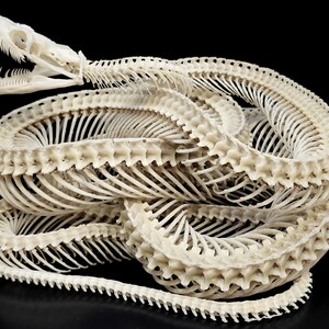 May include: A coiled off-white snake skeleton featuring a detailed skull with an open jaw and visible teeth. The long, segmented vertebral column and numerous thin, curved ribs are arranged in a complex, overlapping circular pattern.
