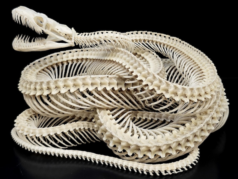 May include: A coiled off-white snake skeleton featuring a detailed skull with an open jaw and visible teeth. The long, segmented vertebral column and numerous thin, curved ribs are arranged in a complex, overlapping circular pattern.