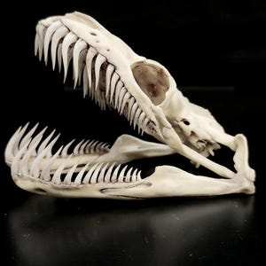 May include: An off-white snake skull featuring an open jaw with two rows of sharp, curved teeth. The bone structure displays a prominent eye socket and a detailed cranial formation, showcasing the natural anatomy of the reptile's head.