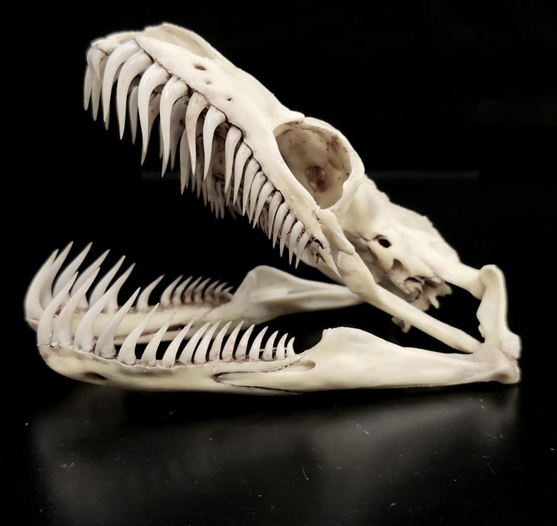 May include: An off-white snake skull featuring an open jaw with two rows of sharp, curved teeth. The bone structure displays a prominent eye socket and a detailed cranial formation, showcasing the natural anatomy of the reptile's head.