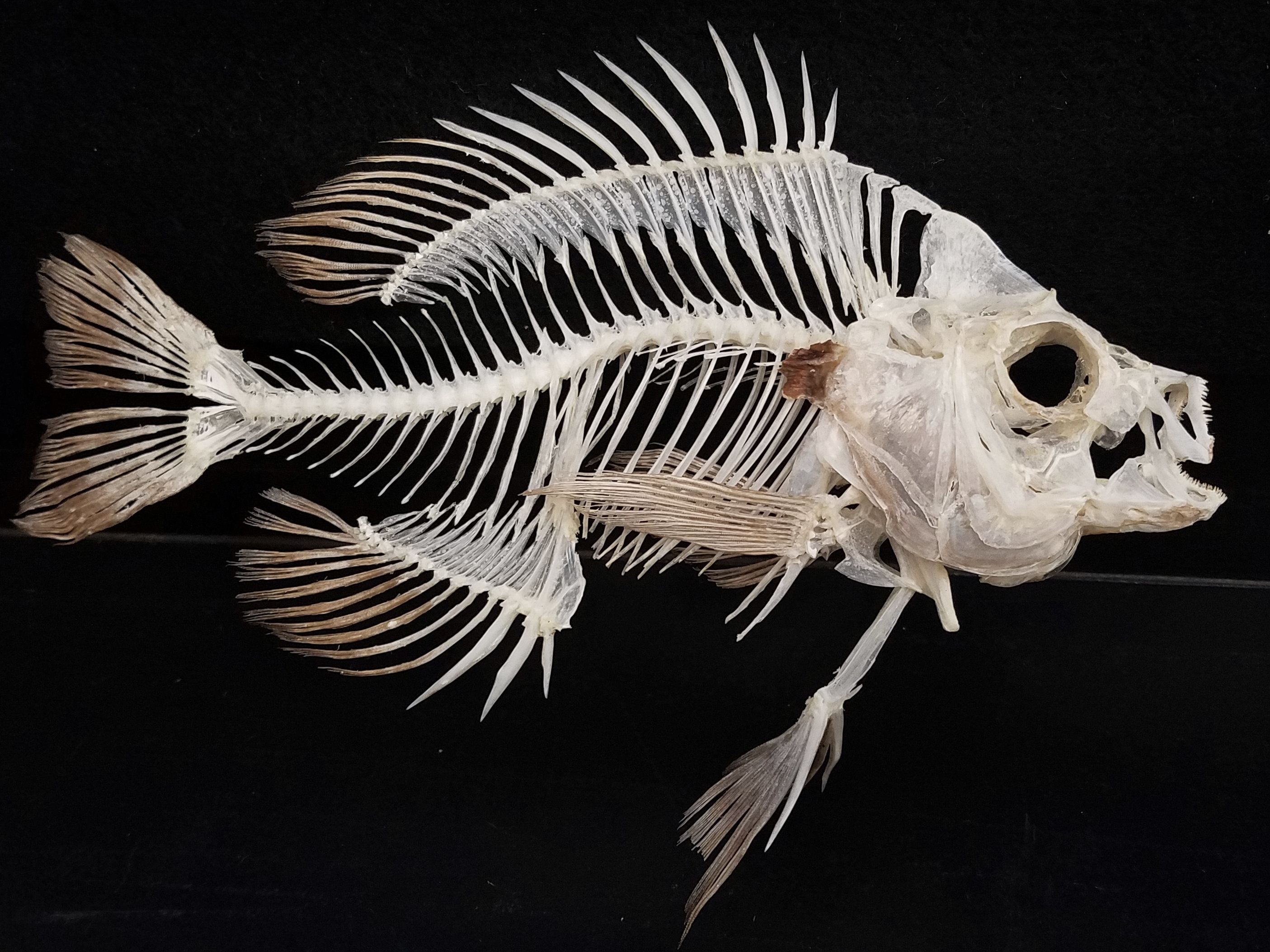 BLUEGILL SUNFISH SKELETON