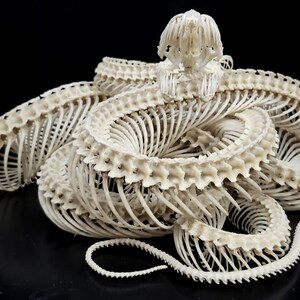 May include: A coiled snake skeleton featuring an off-white, cream-coloured skull and a long, segmented vertebral column with numerous thin, curved ribs extending outwards, creating a complex, intricate, and hollow anatomical structure.