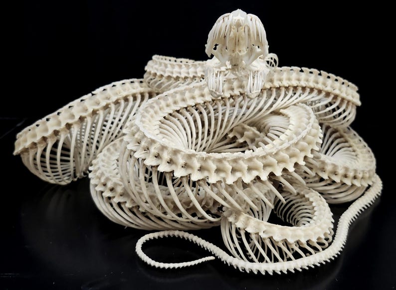 May include: A coiled snake skeleton featuring an off-white, cream-coloured skull and a long, segmented vertebral column with numerous thin, curved ribs extending outwards, creating a complex, intricate, and hollow anatomical structure.