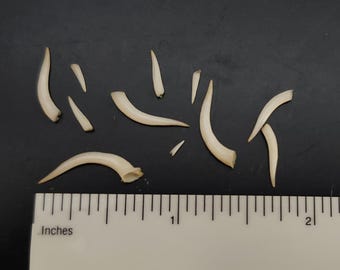 RATTLESNAKE TEETH