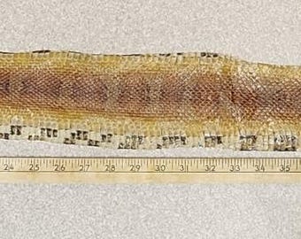 CORN SNAKE SKIN