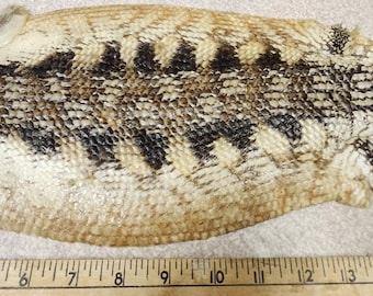 BLUE-TONGUE SKINK skin