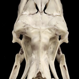 GIANT PYTHON SKELETON image 11