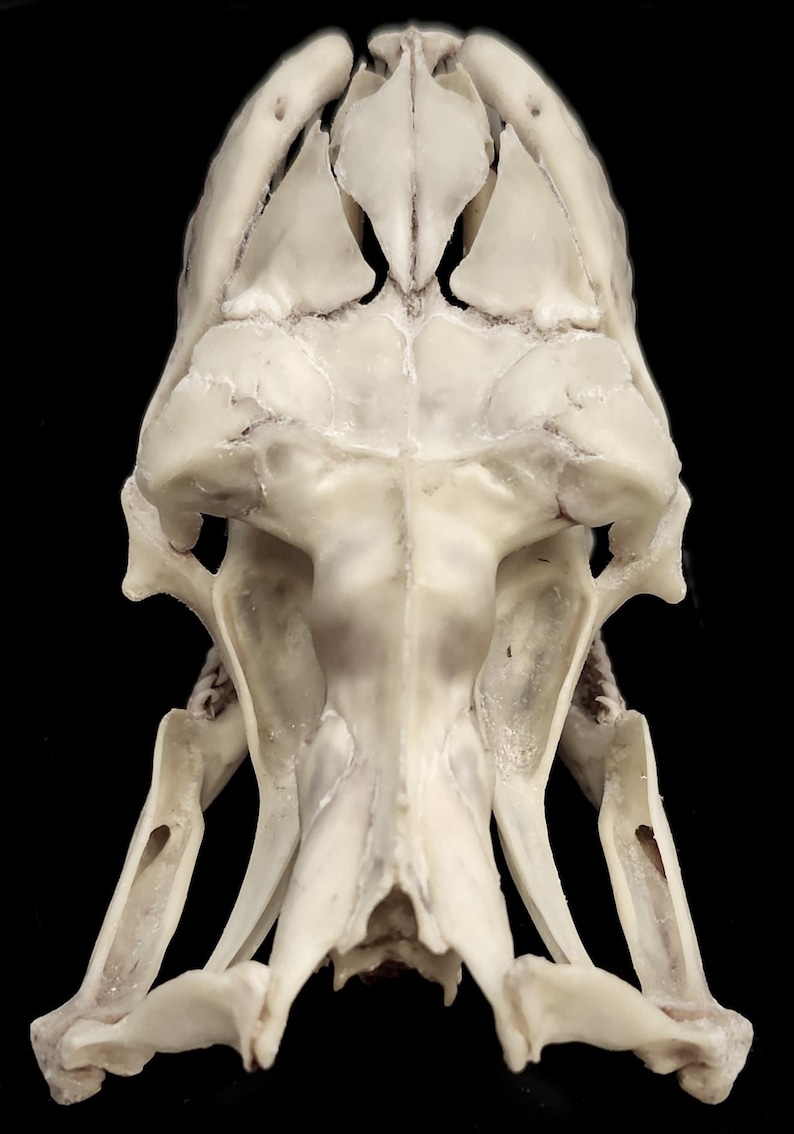 GIANT PYTHON SKELETON image 11