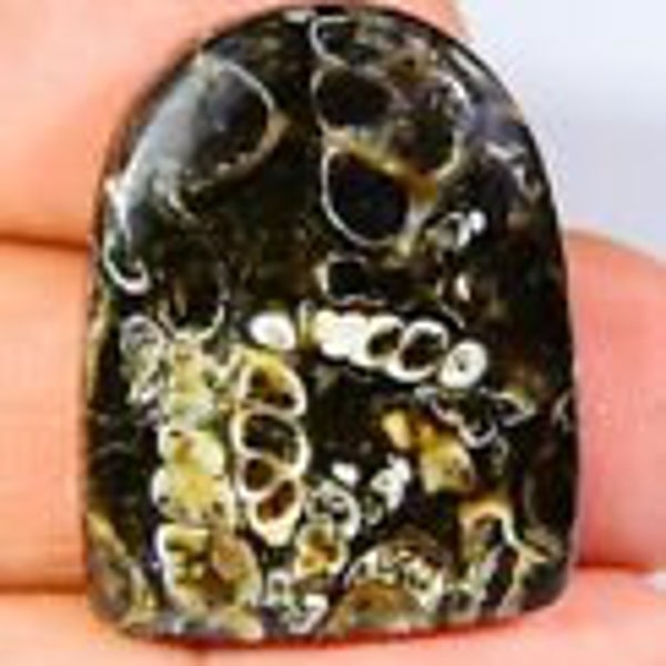 Natural Turritella Fossil  Gemstone Cabochon 27x22mm