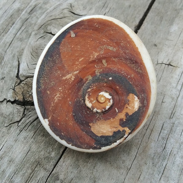 Natural Fossil Snail Druzy Fossil Gemstone Cabochon 45mm Fossil Cabochon