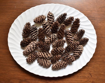 25 Bulk Natural Spruce Pine Cones, 1" 2" Real Pinecone Bowl Filler Rustic Christmas Holiday Woodland Craft Autumn Winter Woodsy Wedding