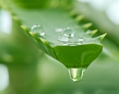 ALOE VERA Gel-100 Pure Organic -The ONLY After-Microdermabrasion Moisturizer- Relieve Acne Eczema Psoriasis Blemishes -AntiAging- Free Ship