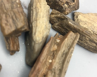 Petrified Wood, Raw Pieces - Blessed