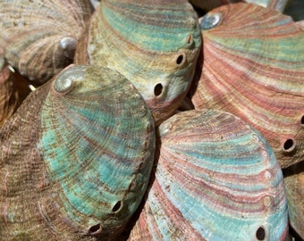 Blue Abalone Shell - Medium - Blessed