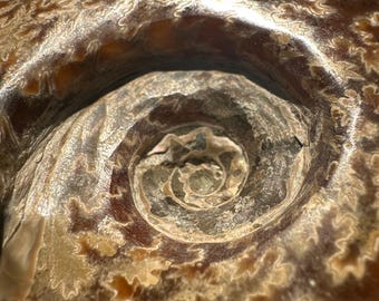 Fossile di ammonite 35,4 oz con agata di fuoco