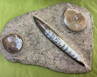 Orthoceras & Ammonit Fossil, großes flaches Schaustück, ein (1) Stück - Gesegnet