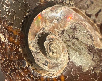 Fossile di ammonite 31,7 oz con agata di fuoco