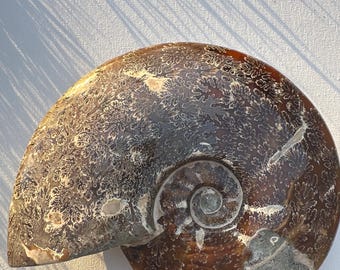 Fossile di ammonite 58,1 oz con agata di fuoco
