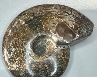 Fossile di ammonite 14,5 once