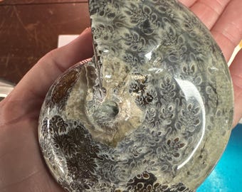 Fossile di ammonite 14,3 once