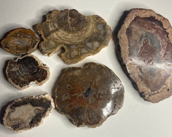 Petrified Wood, Slice/Slab, Polished with Rough Edges - Blessed