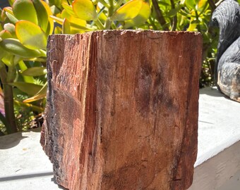 Petrified Redwood Chunk, Rough & Raw - Blessed