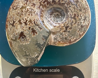 Fossile di ammonite 18,8 once