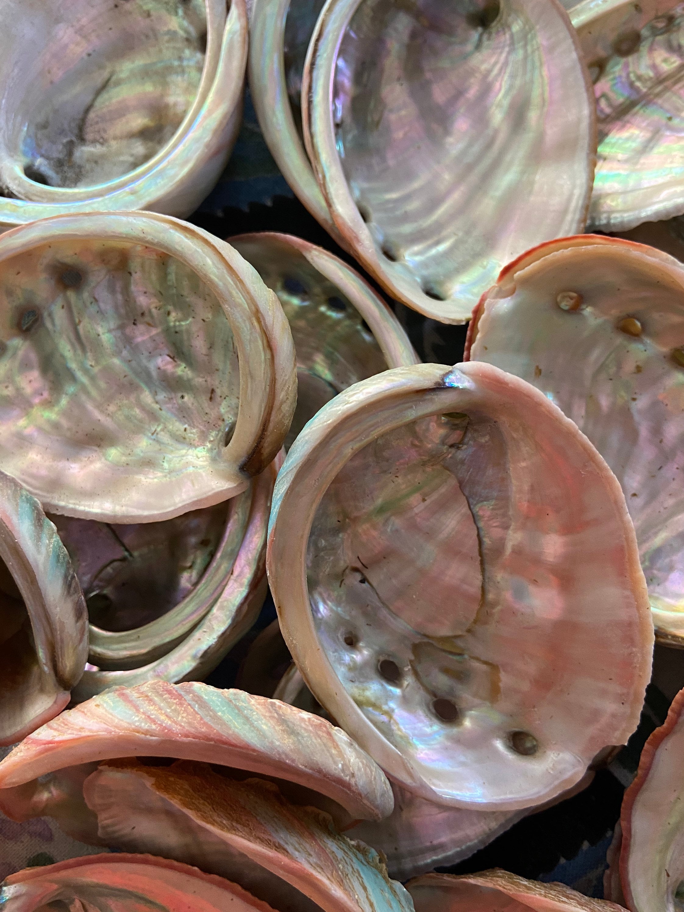 Blue Abalone Shell - Medium - Blessed - Etsy