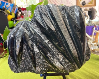 Orthoceras Fossil, großes flaches Schaustück - Gesegnet