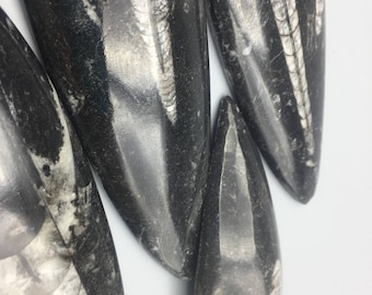 Orthoceras Fossil, Large - Blessed