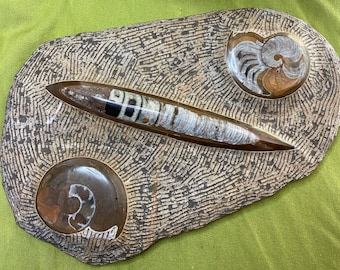 Orthoceras & Ammonit Fossil, großes flaches Schaustück, ein (1) Stück - Gesegnet