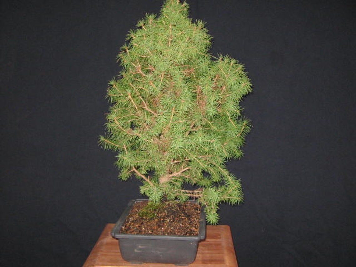 Bonsai tree Dwarf Alberta Spruce Bonsai plant Outdoor Etsy