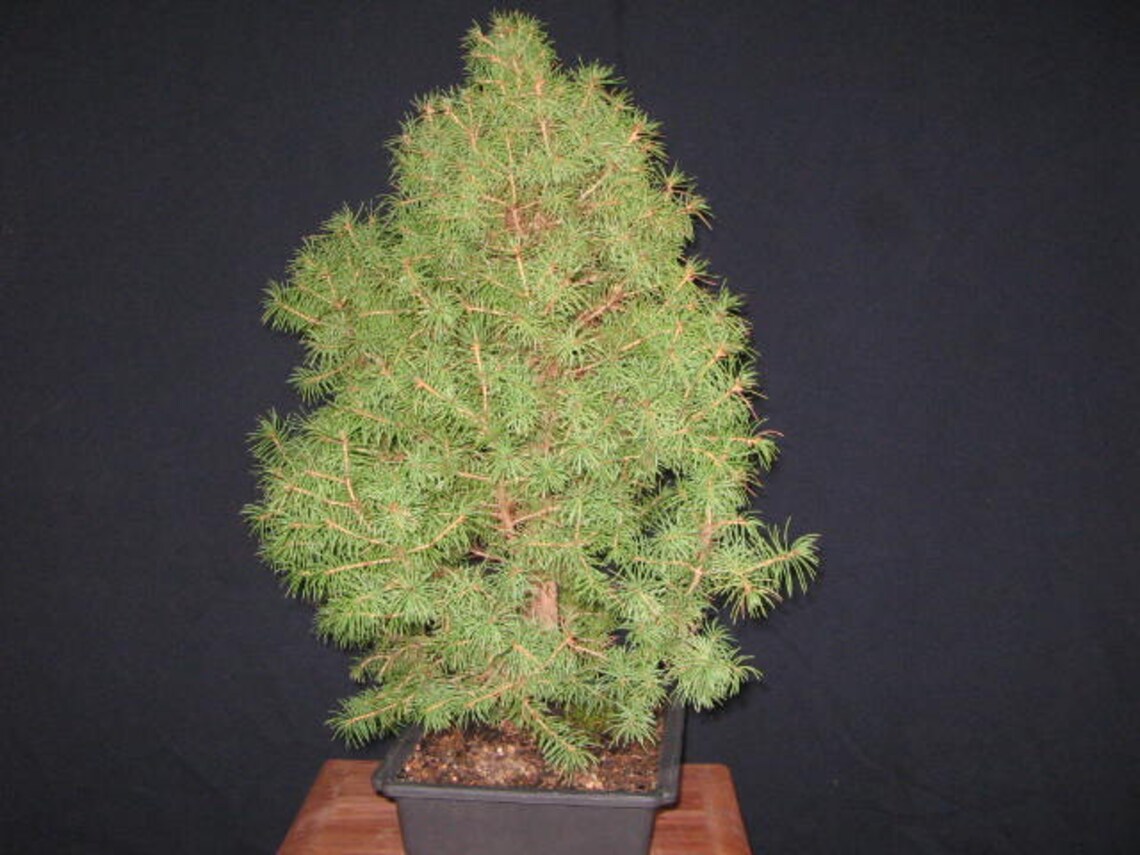 Bonsai tree Dwarf Alberta Spruce Bonsai plant Outdoor Etsy