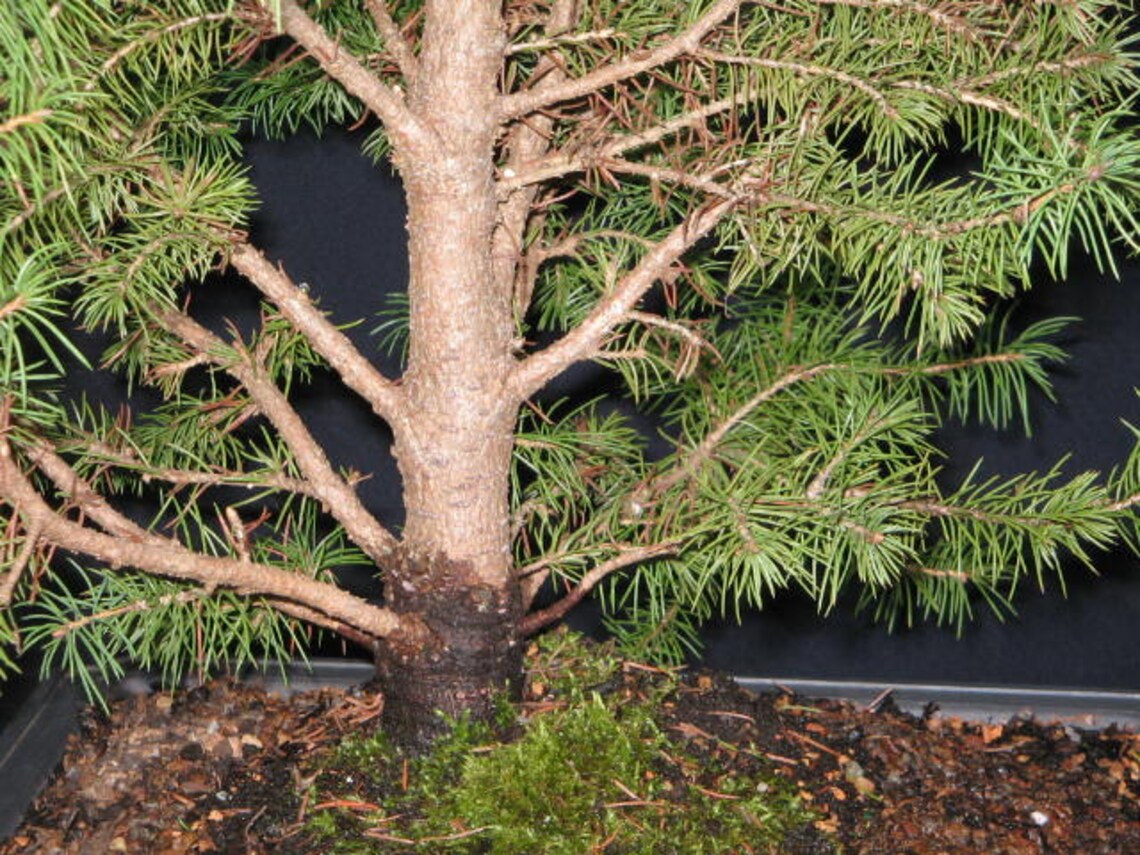 Bonsai tree Dwarf Alberta Spruce Bonsai plant Outdoor Etsy