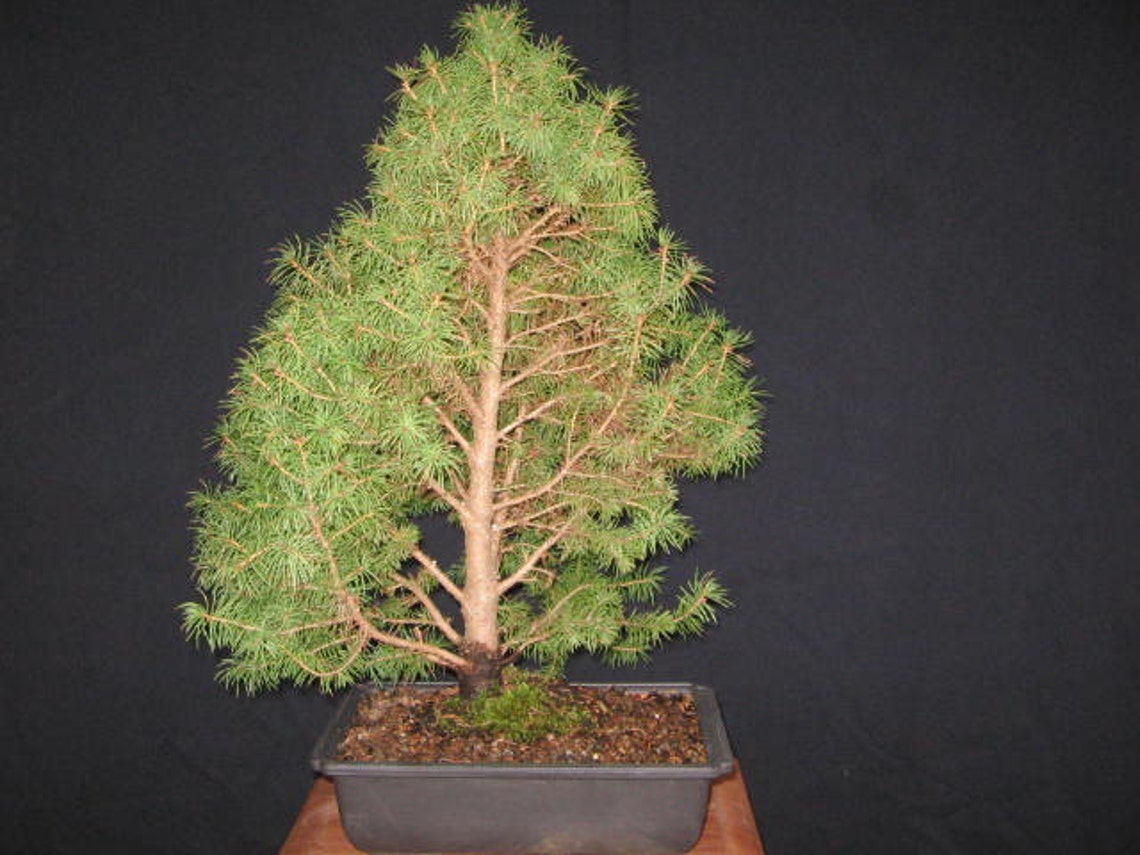 Bonsai tree Dwarf Alberta Spruce Bonsai plant Outdoor Etsy