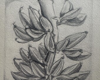 May include: A pencil sketch of a bunch of bananas, with the text "CALIFORNIA BANANAS" at the bottom. The drawing is in grayscale, with detailed shading to depict the fruit and stem. The artist's name is at the top.